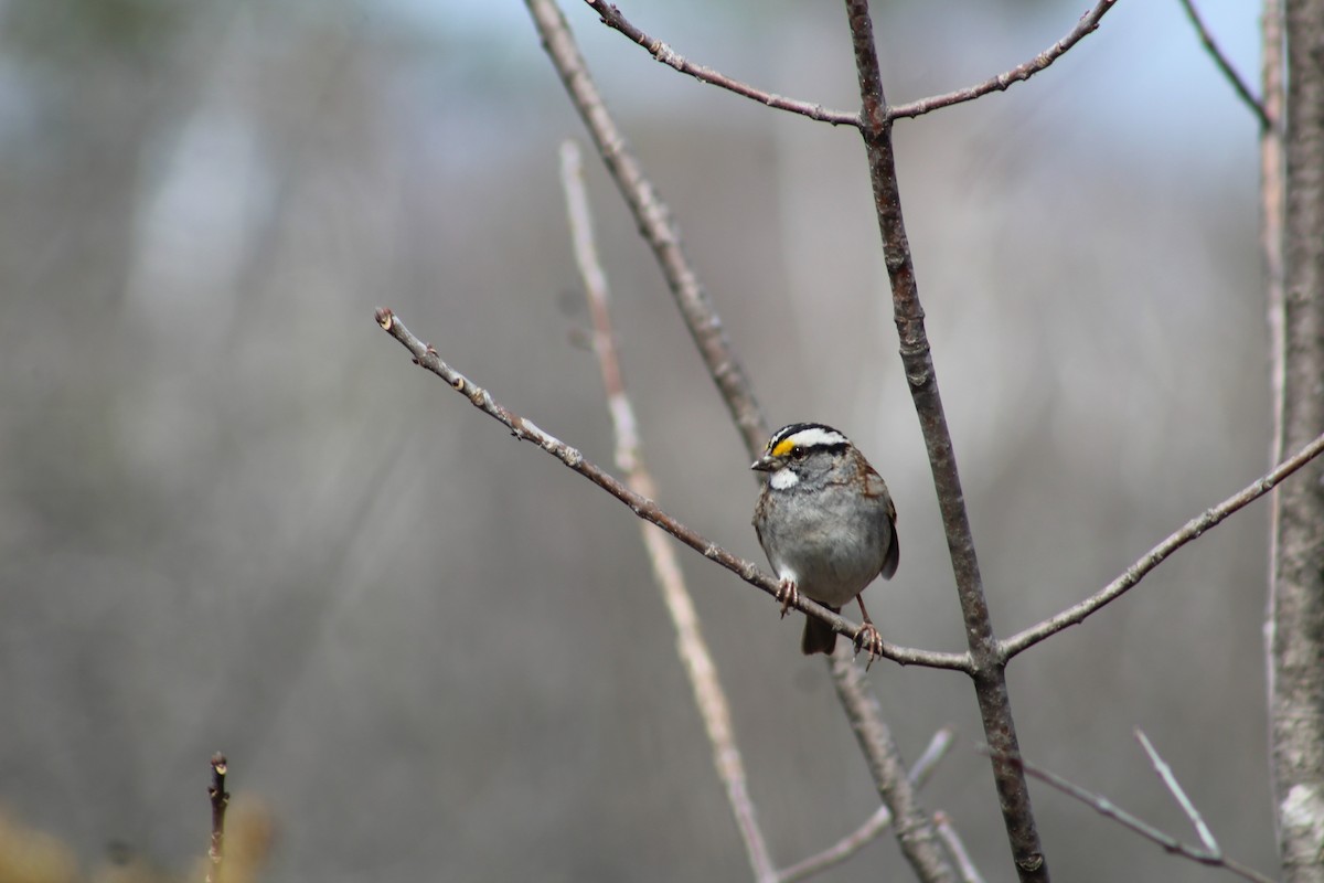 White-throated Sparrow - ML473634521