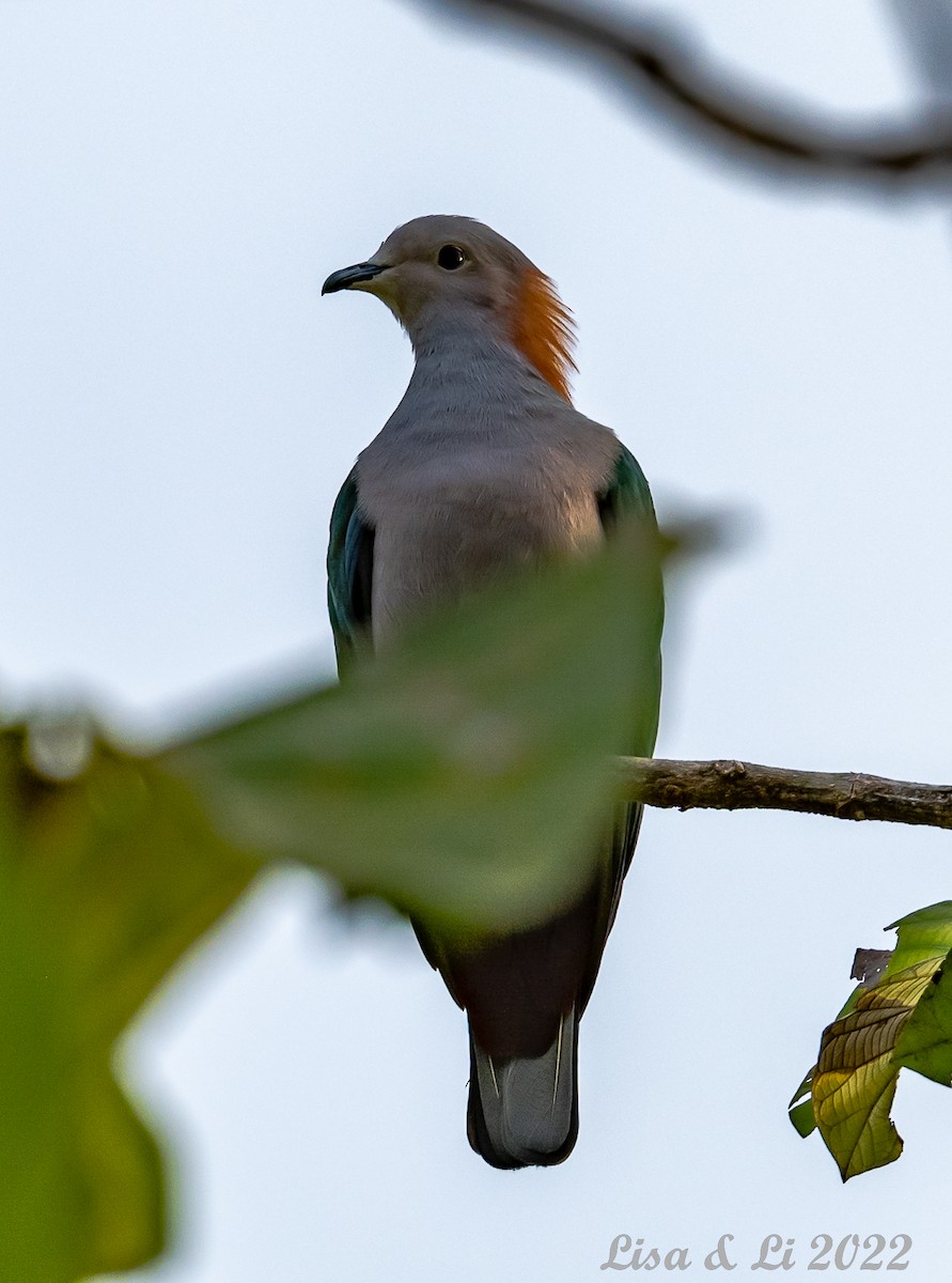 Green Imperial-Pigeon (Rufous-naped) - ML473634621