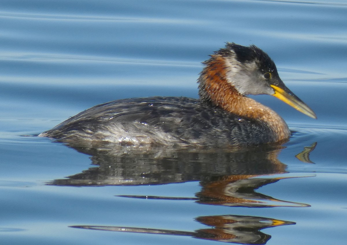 Red-necked Grebe - ML473640441