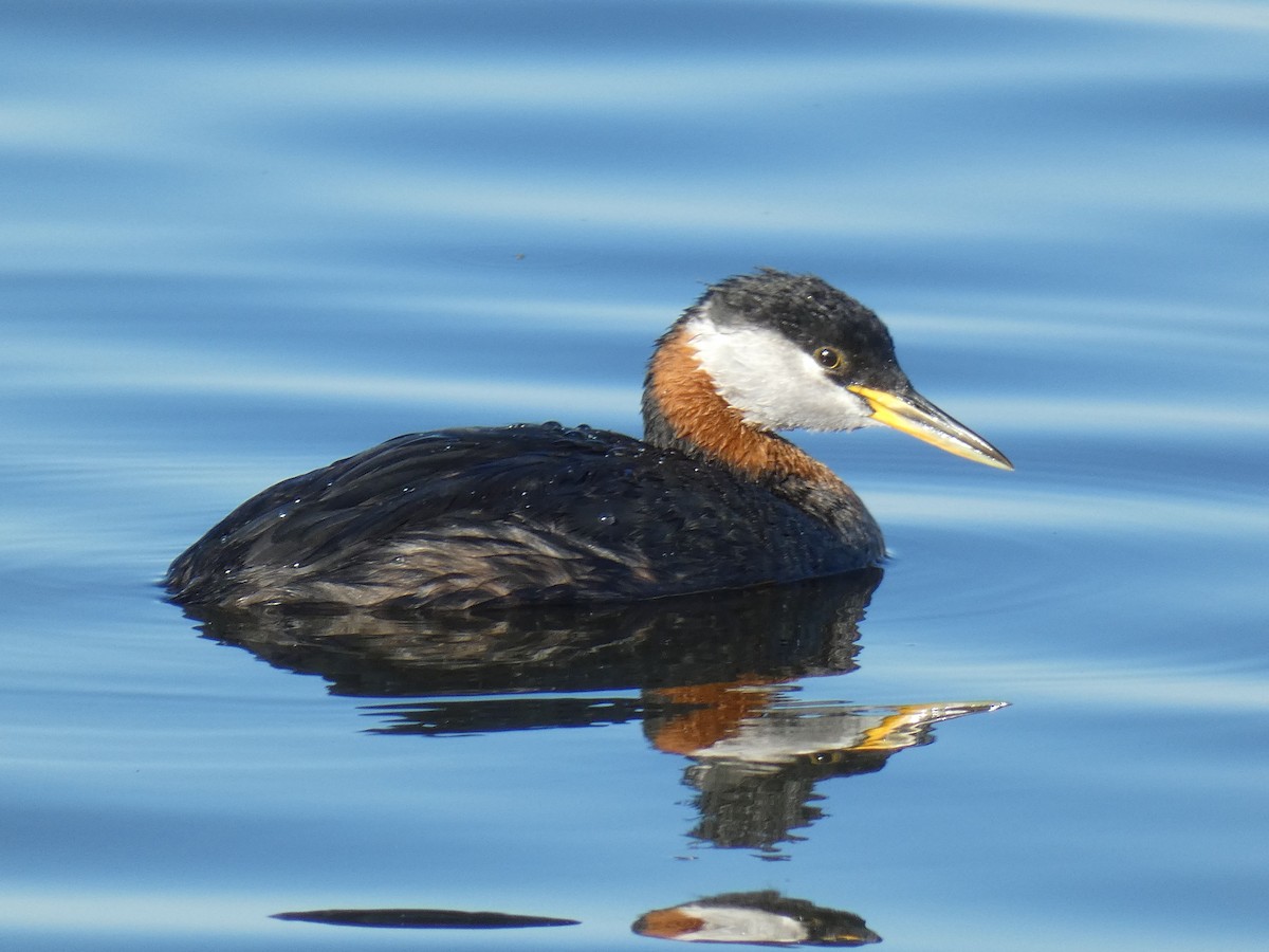 Red-necked Grebe - ML473640451