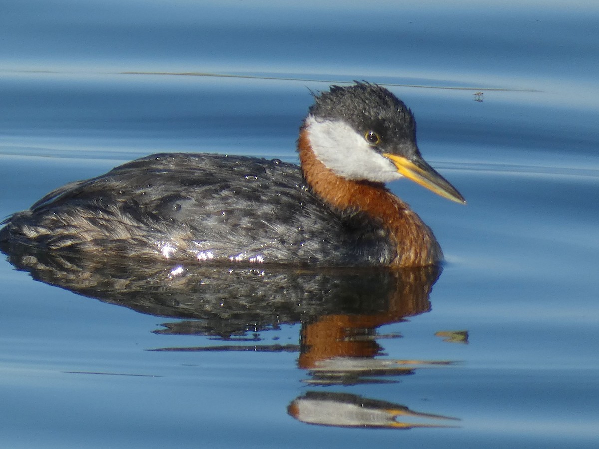 Red-necked Grebe - ML473640471
