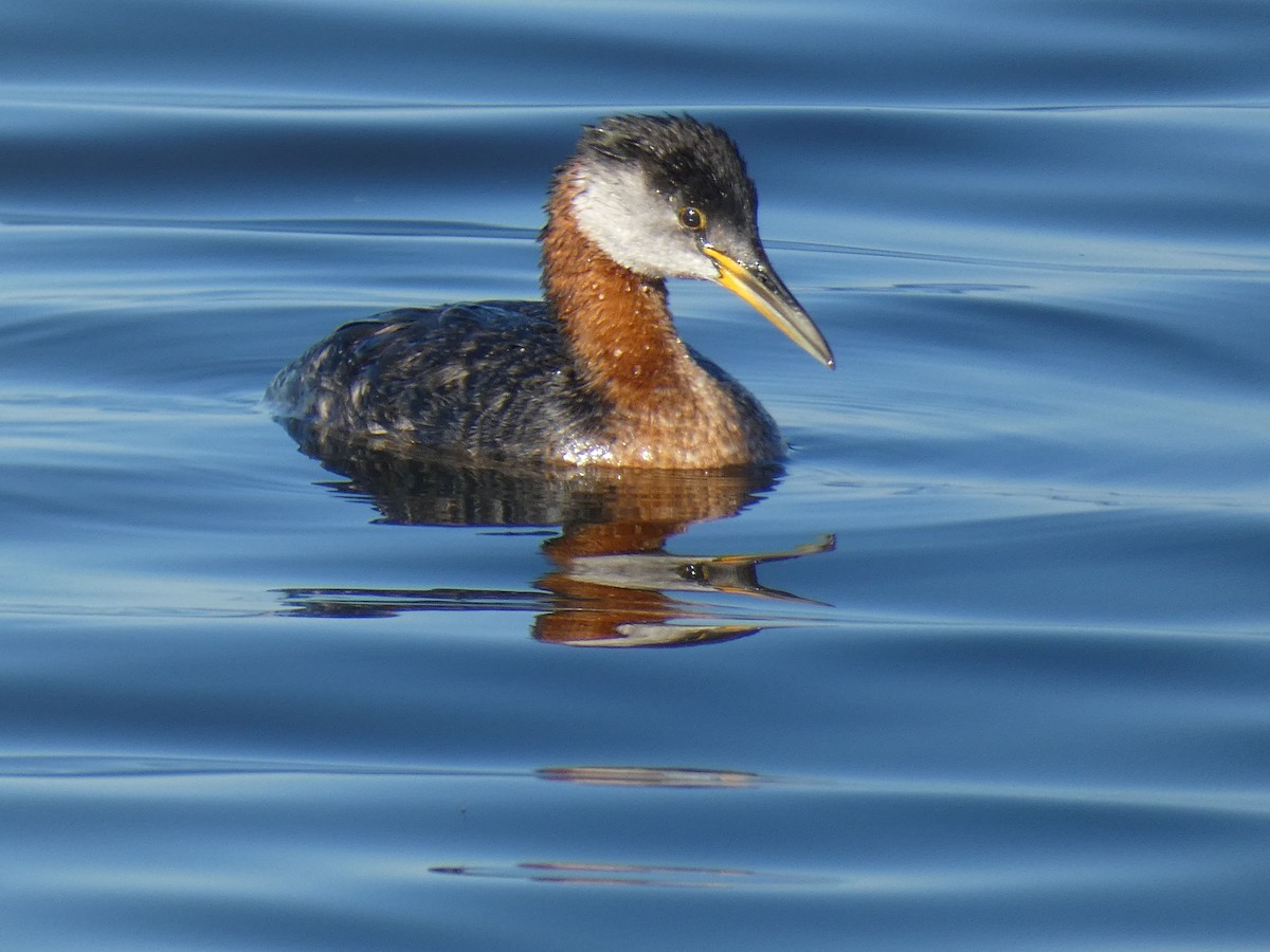 Red-necked Grebe - ML473640491