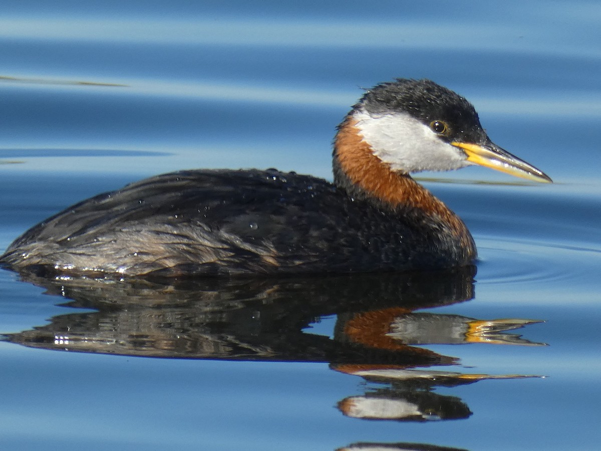 Red-necked Grebe - ML473640501
