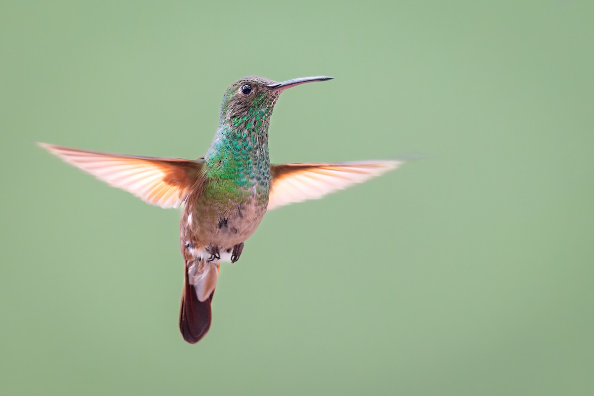 kolibřík mexický - ML473650781