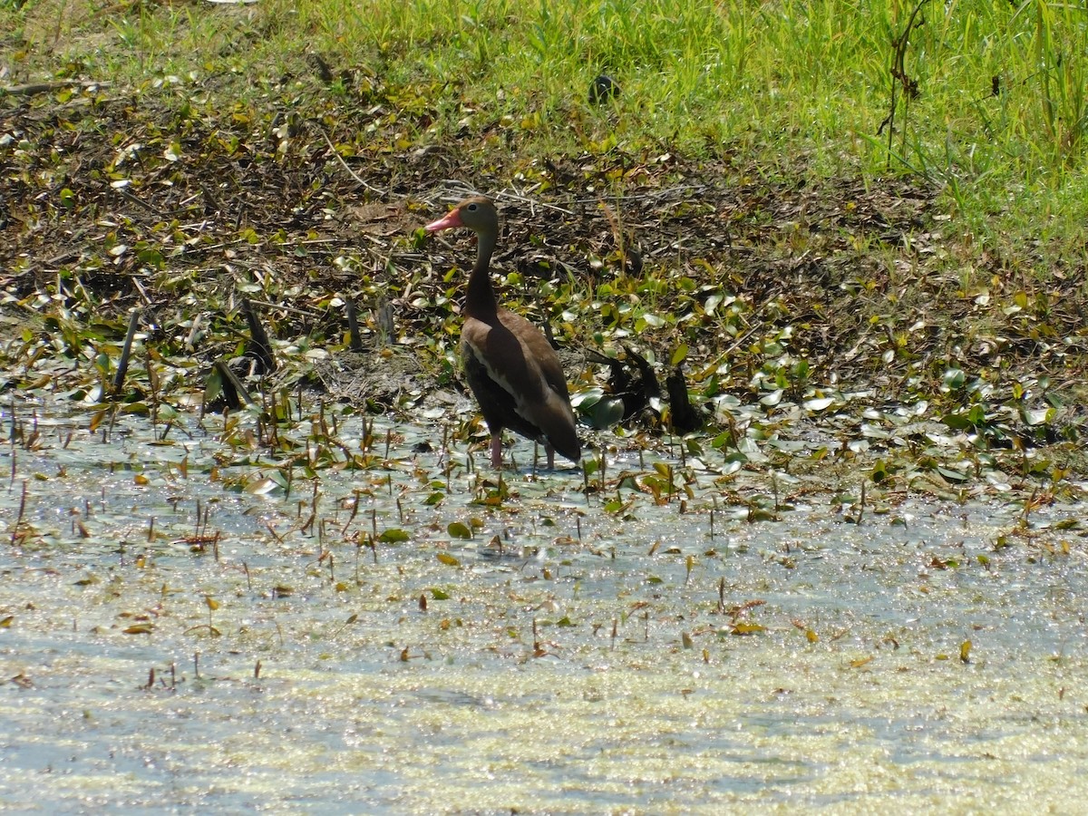 eBird Checklist 13 Jul 2022 Prairie City Recreational Complex 5