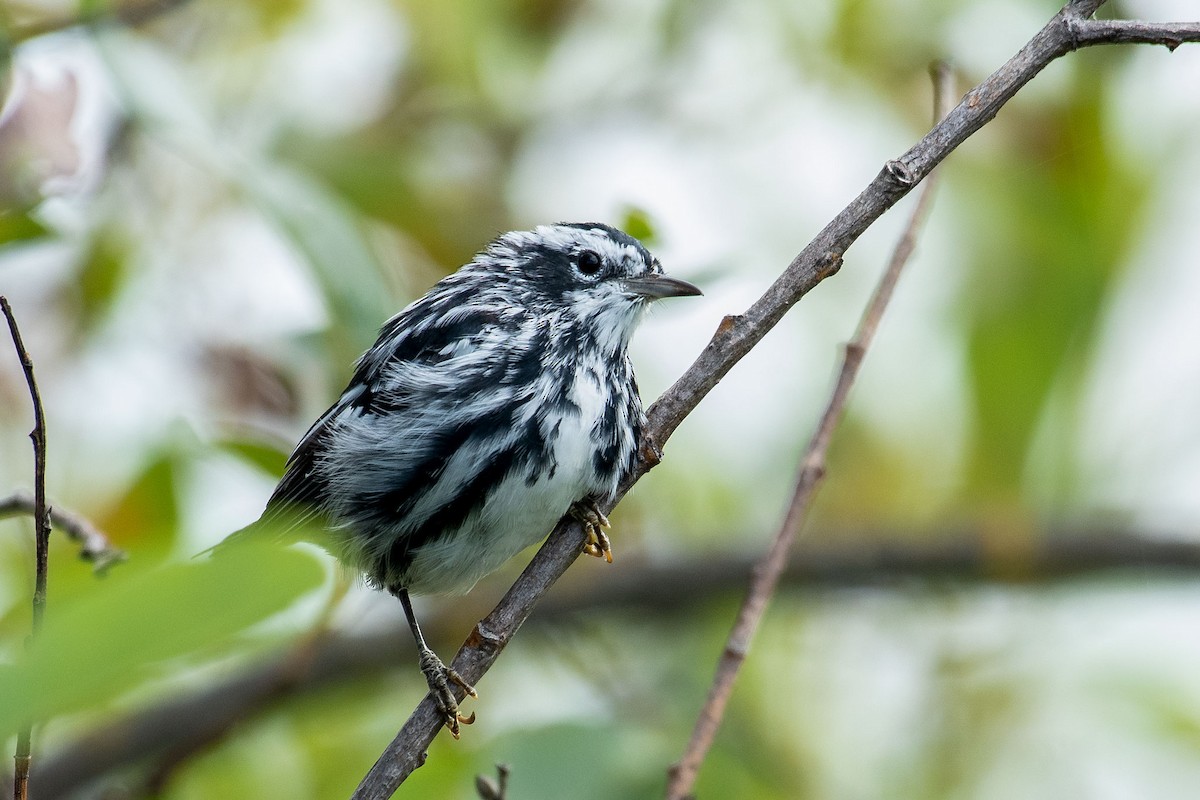 Black-and-white Warbler - ML473652701