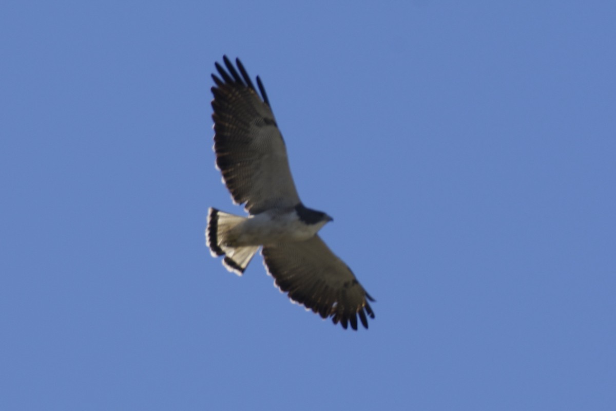 White-tailed Hawk - Ben Davis