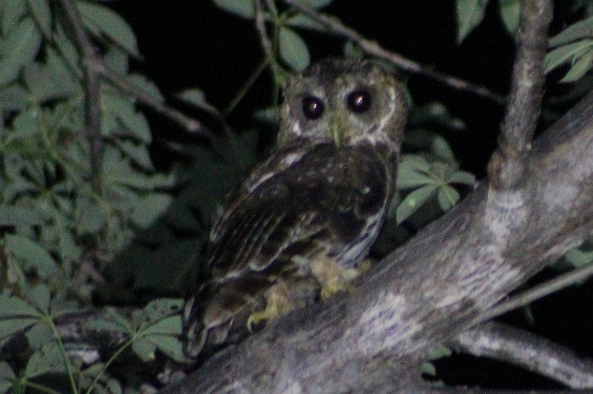 Mottled Owl - ML473661661