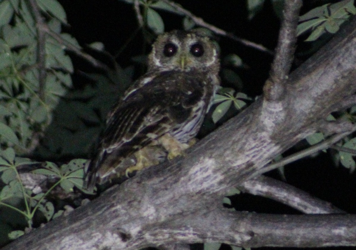 Mottled Owl - ML473661691