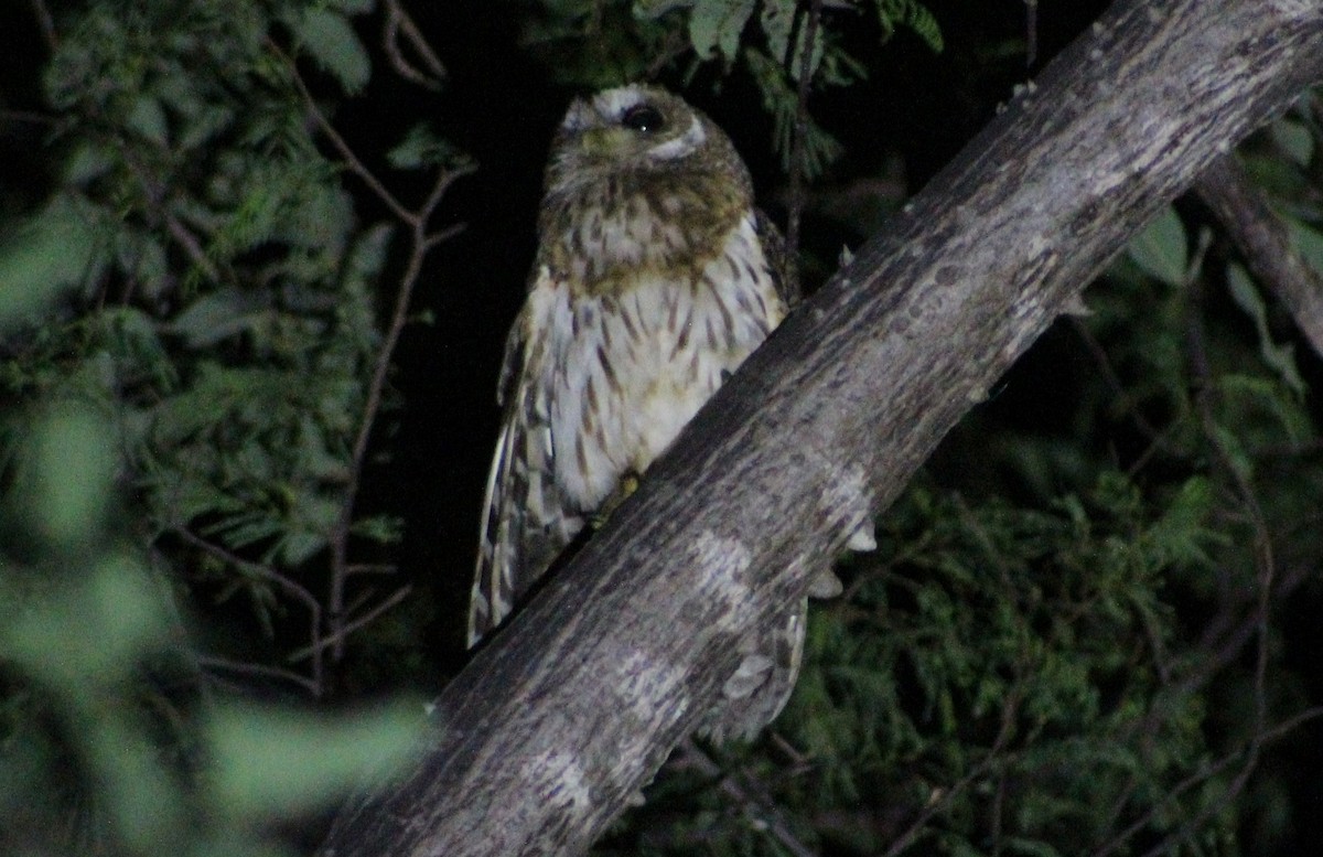 Mottled Owl - ML473662011