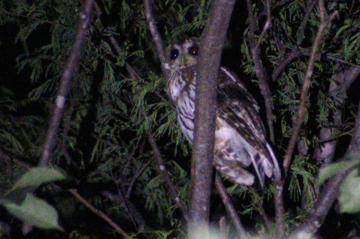 Mottled Owl - ML473662141