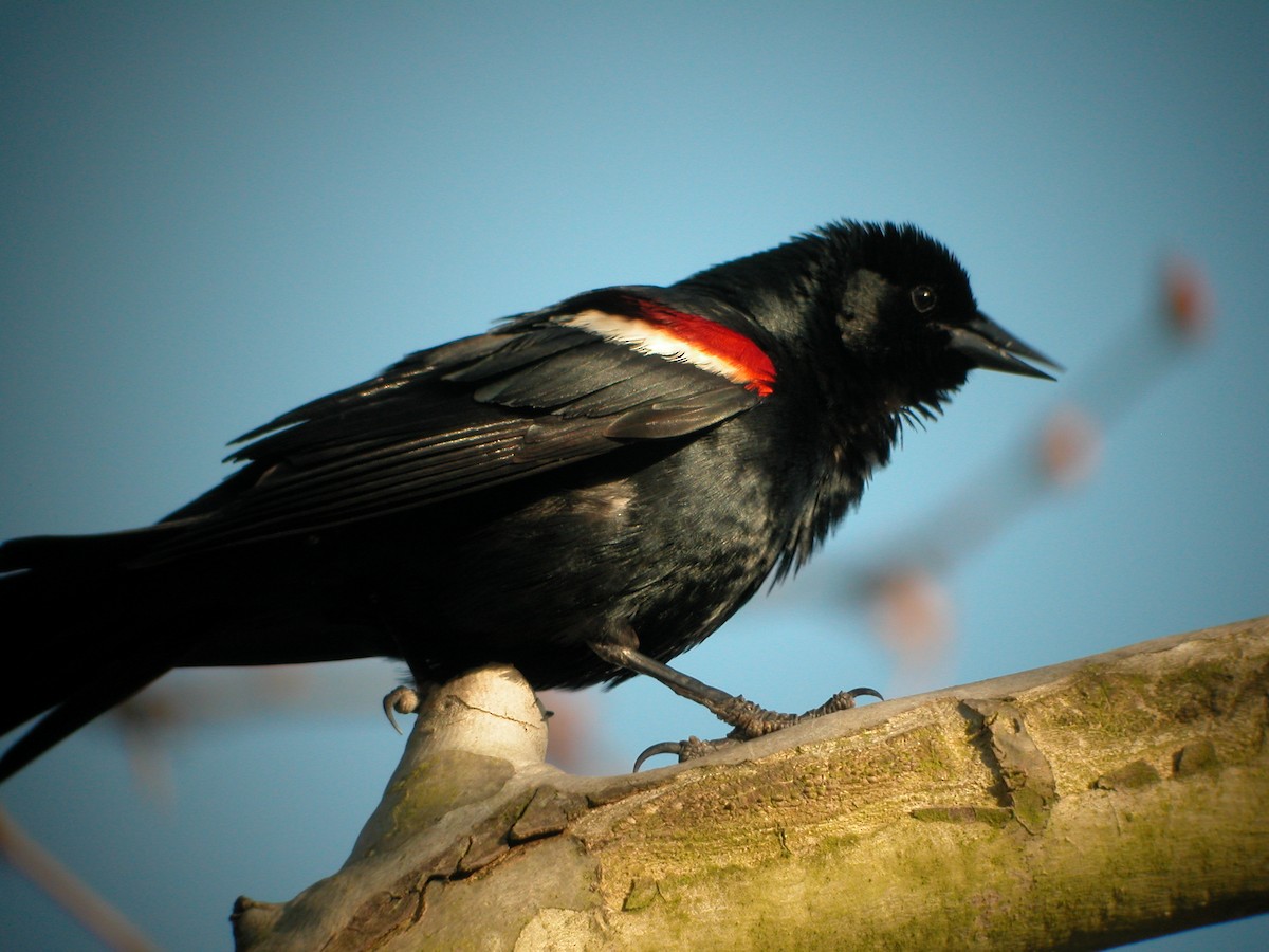 Tricolored Blackbird - ML47367281
