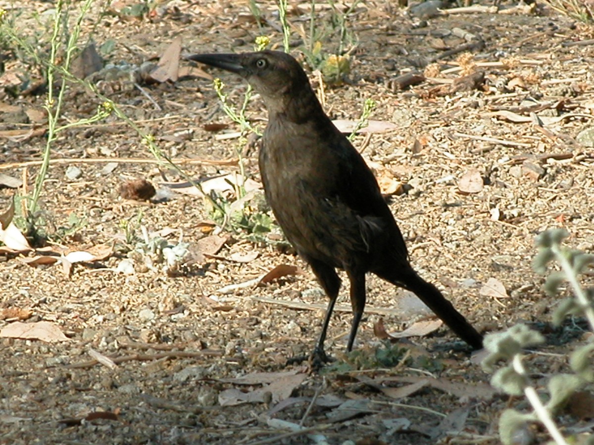 Great-tailed Grackle - ML47367381
