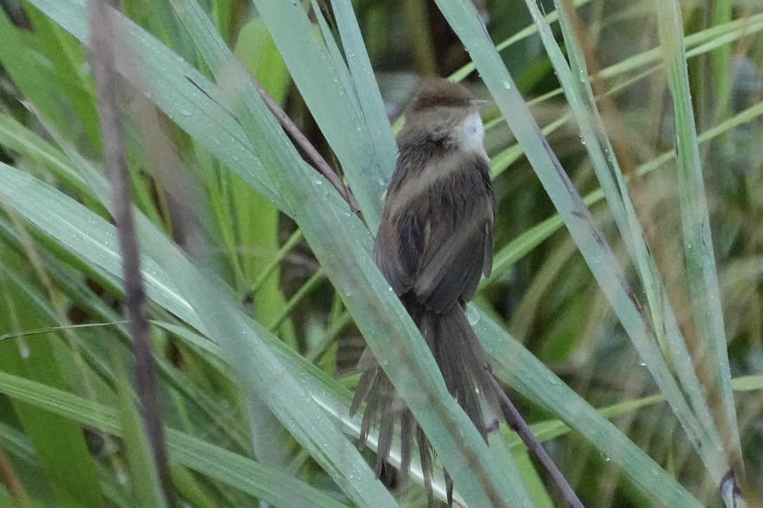 Papuan Grassbird - ML473675001