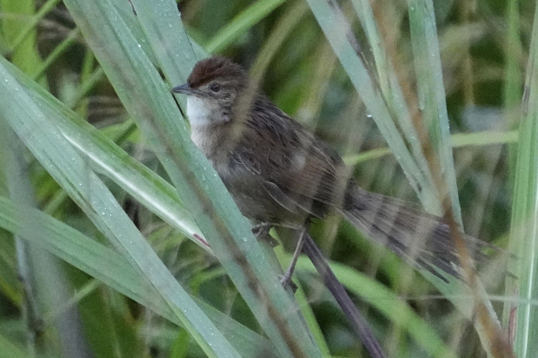Papuan Grassbird - ML473675011