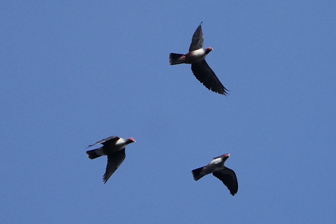 Papuan Mountain-Pigeon - ML473675811