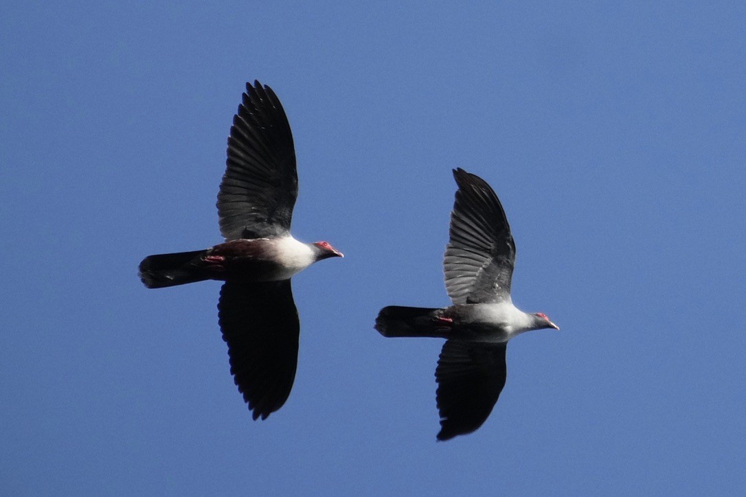 Papuan Mountain-Pigeon - ML473675861