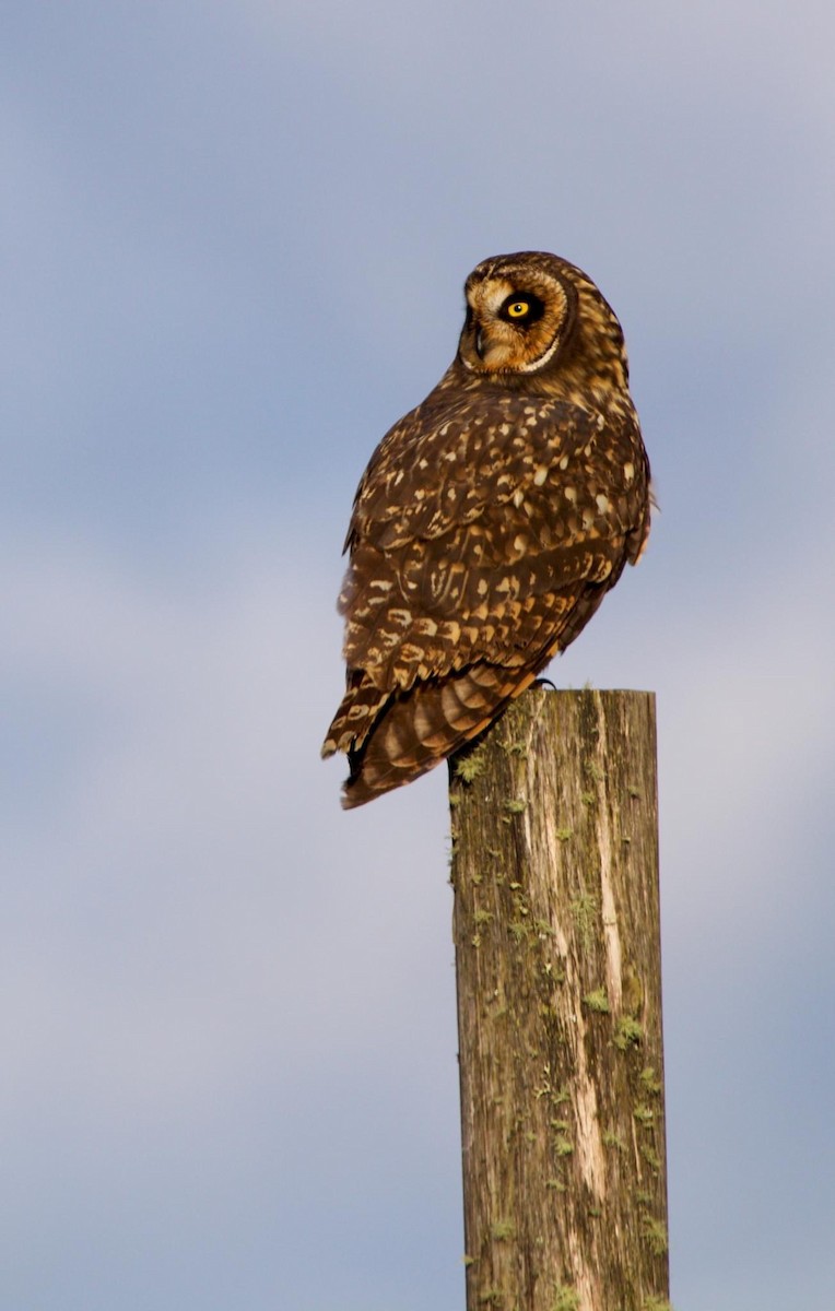 Short-eared Owl (South American) - ML473677341