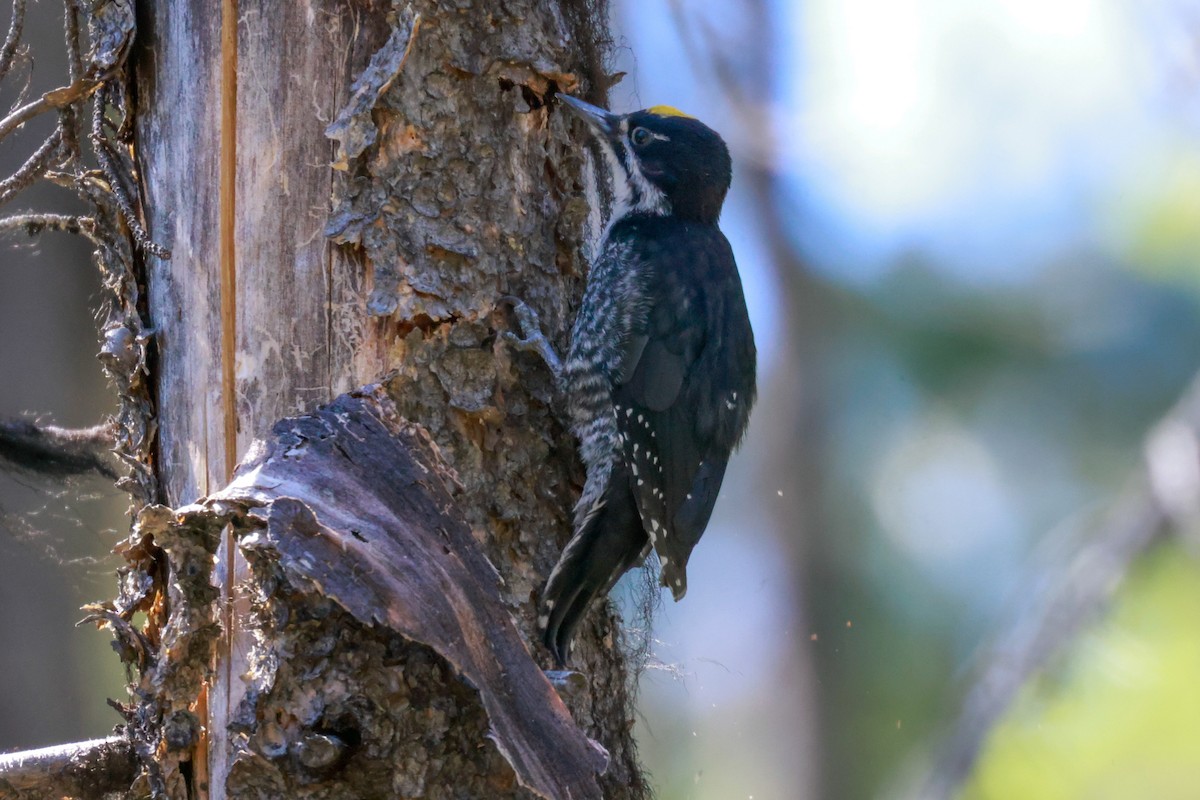 Black-backed Woodpecker - ML473684141
