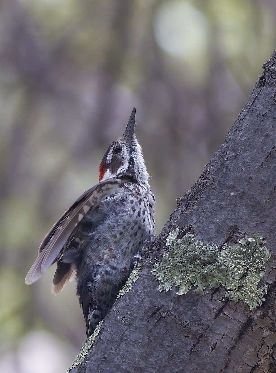 Arizona Woodpecker - ML473692701