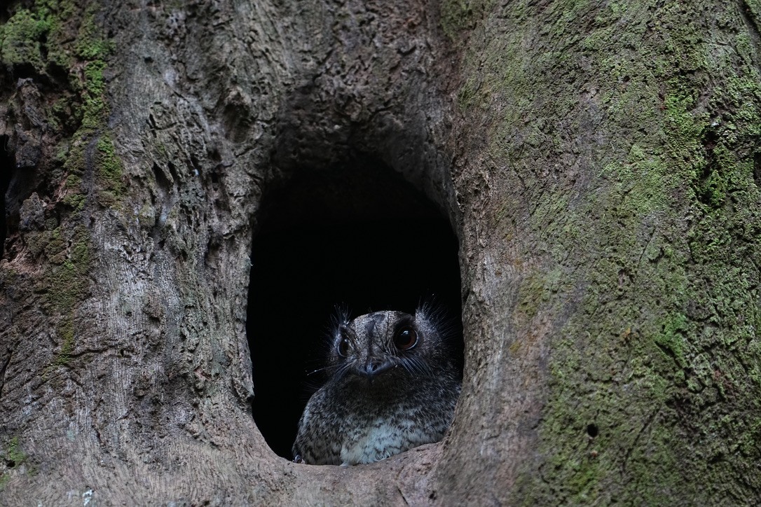 Barred Owlet-nightjar - ML473696181