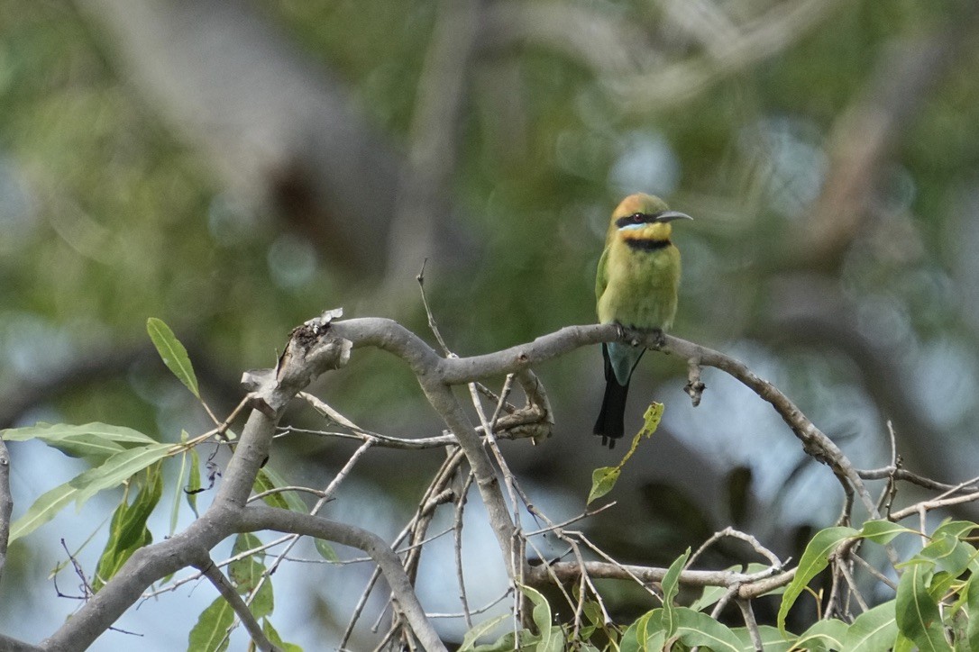 Rainbow Bee-eater - ML473696661