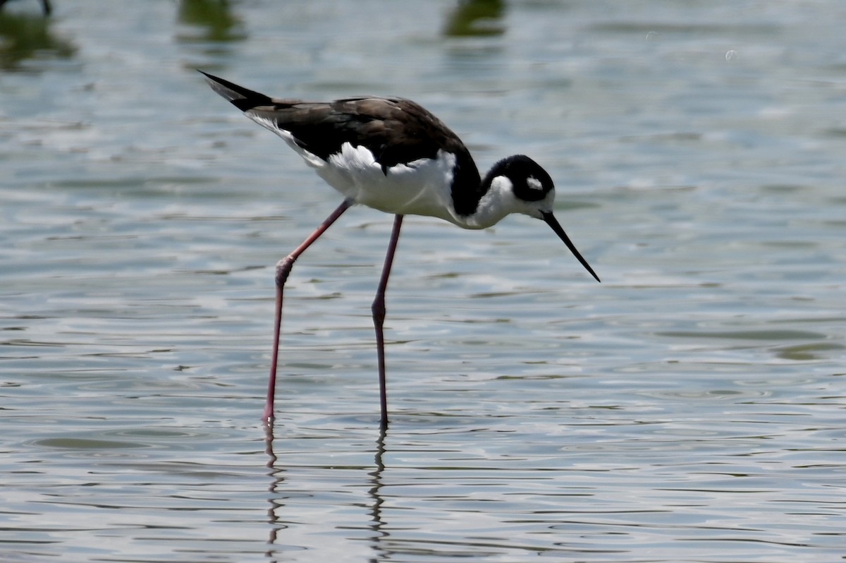 eBird Checklist - 7 Aug 2022 - Dupree Park, Lubbock - 19 species