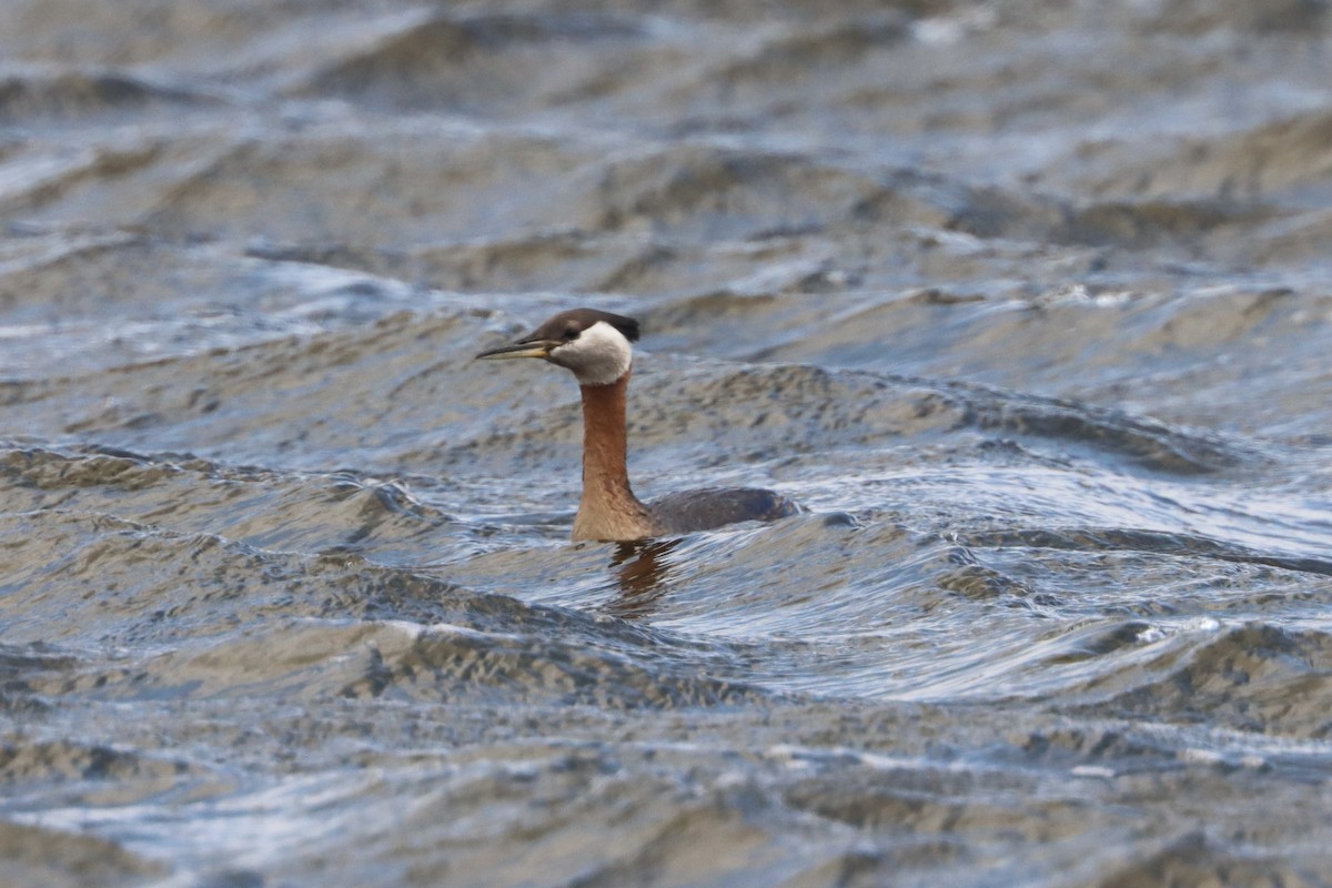 Red-necked Grebe - ML473703471