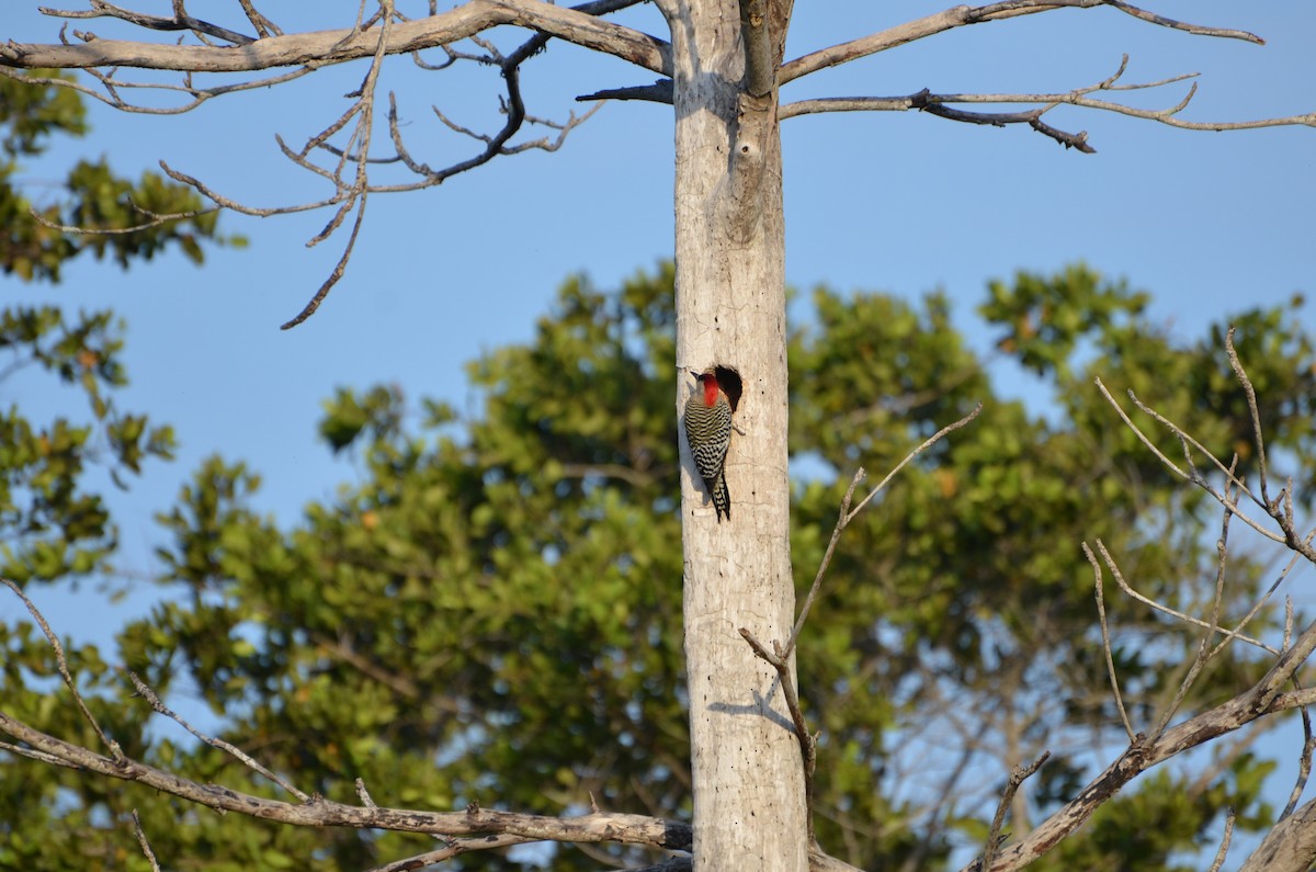 West Indian Woodpecker - ML47370401