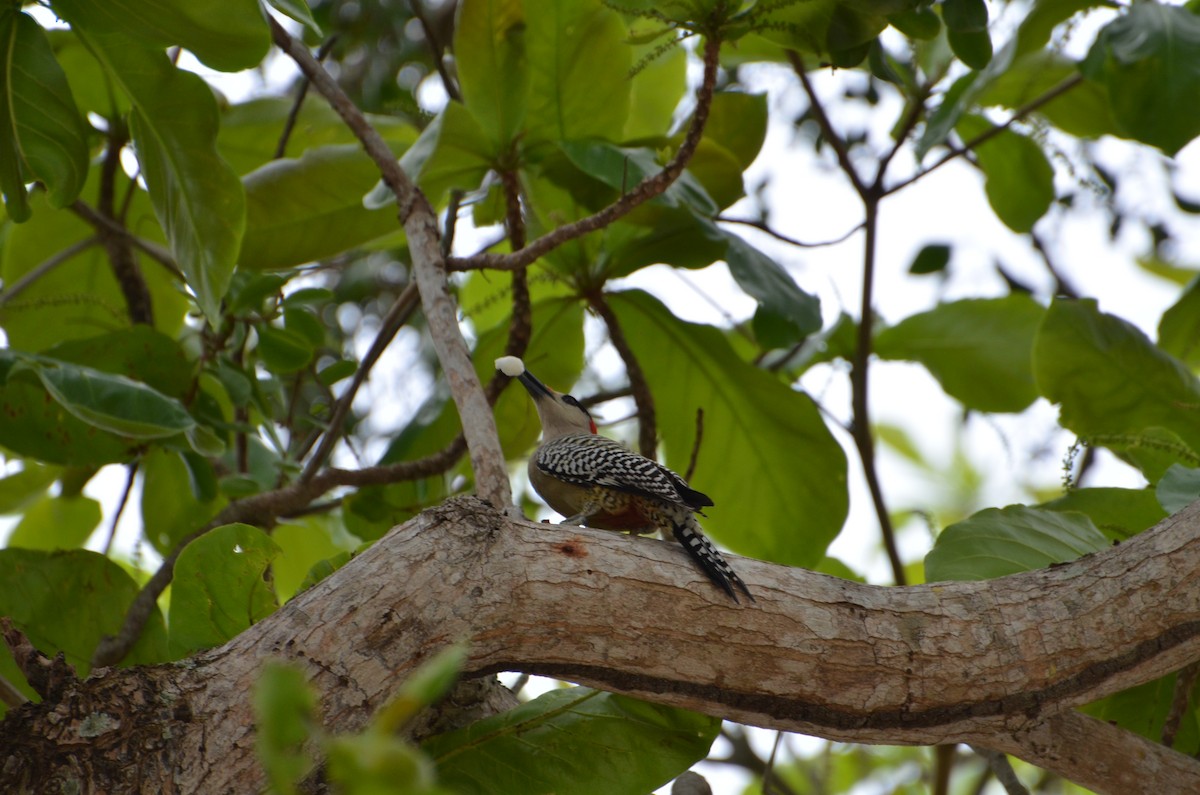West Indian Woodpecker - ML47370431