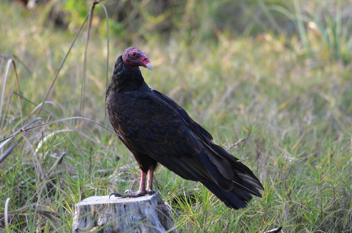 Turkey Vulture - Philippe Bigué