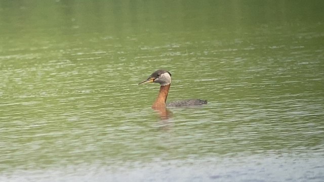 Red-necked Grebe - ML473710311