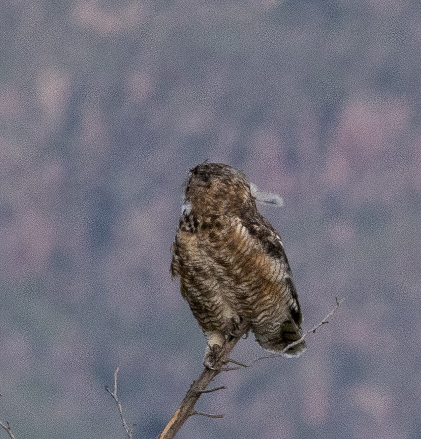 Great Horned Owl - ML473711251