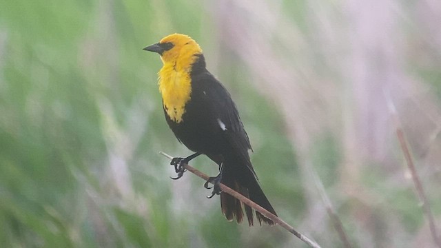 Yellow-headed Blackbird - ML473711471