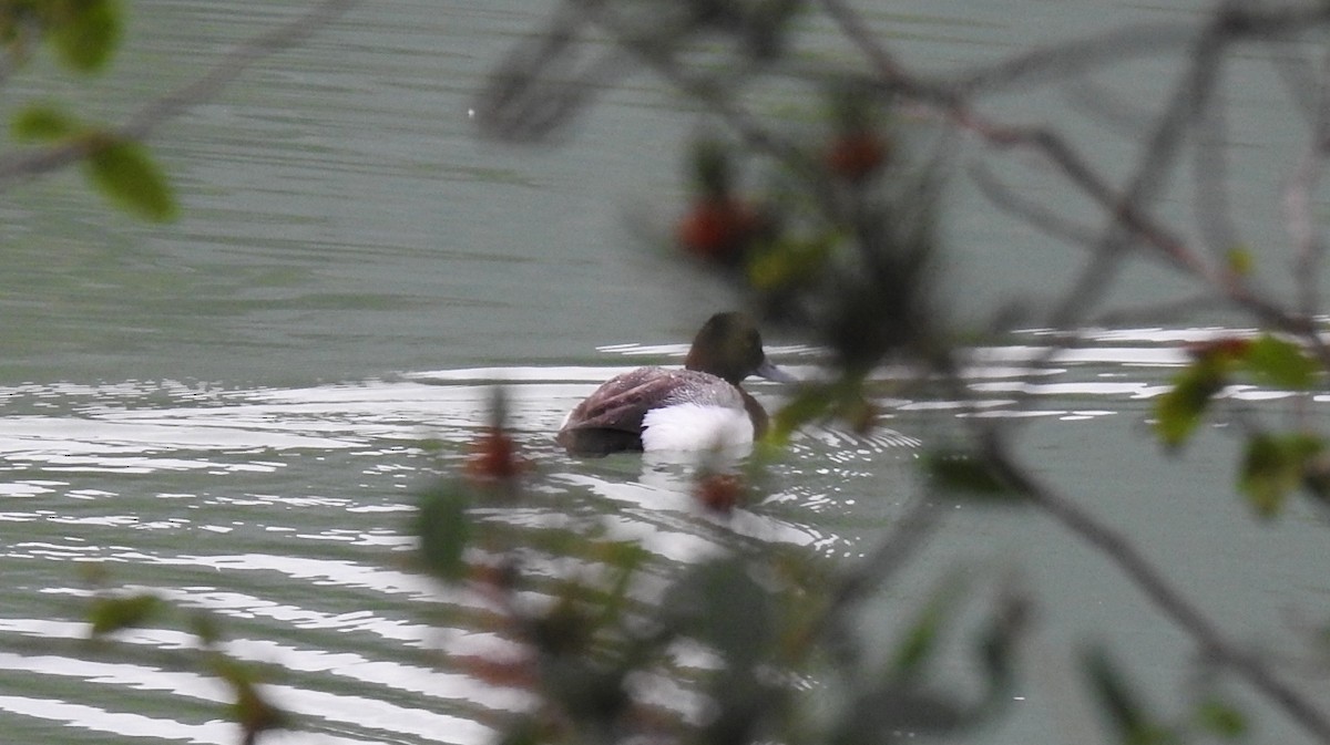 Greater Scaup - ML473714151