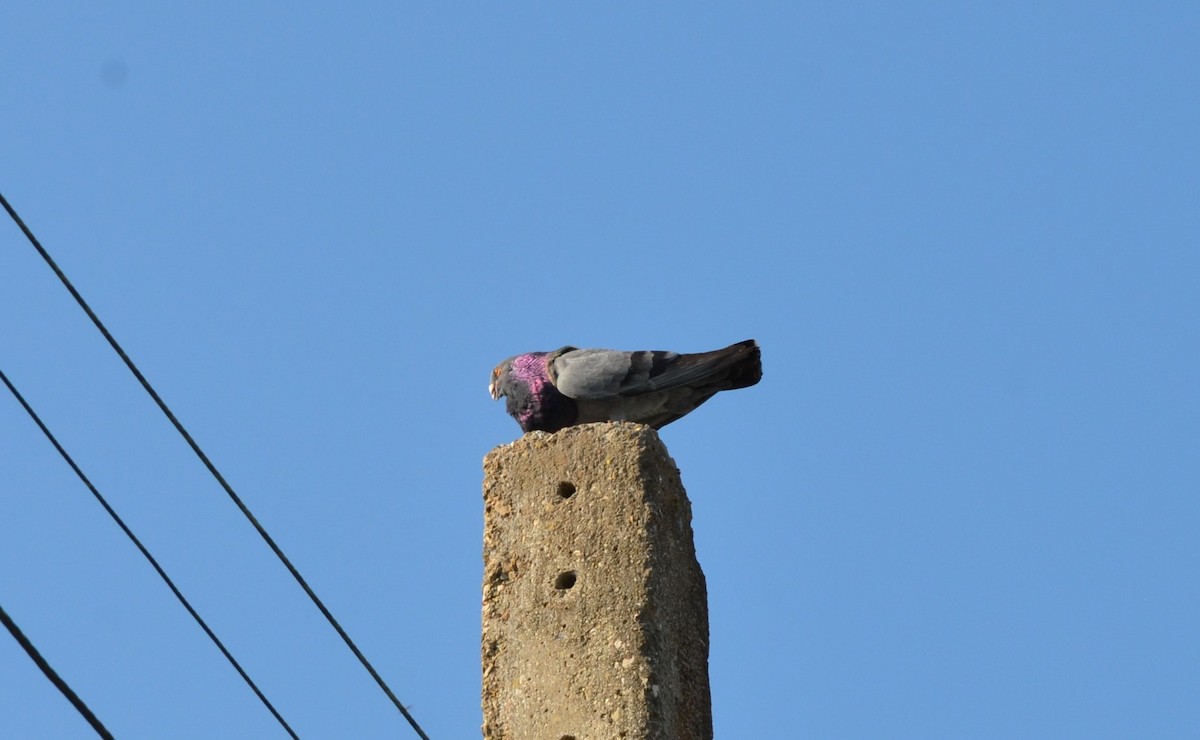 Rock Pigeon (Feral Pigeon) - Philippe Bigué