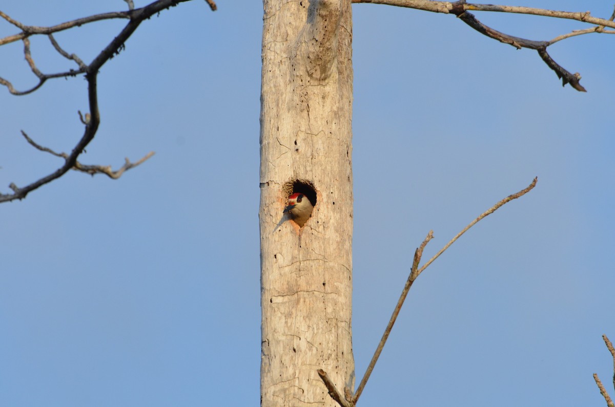 West Indian Woodpecker - ML47374561
