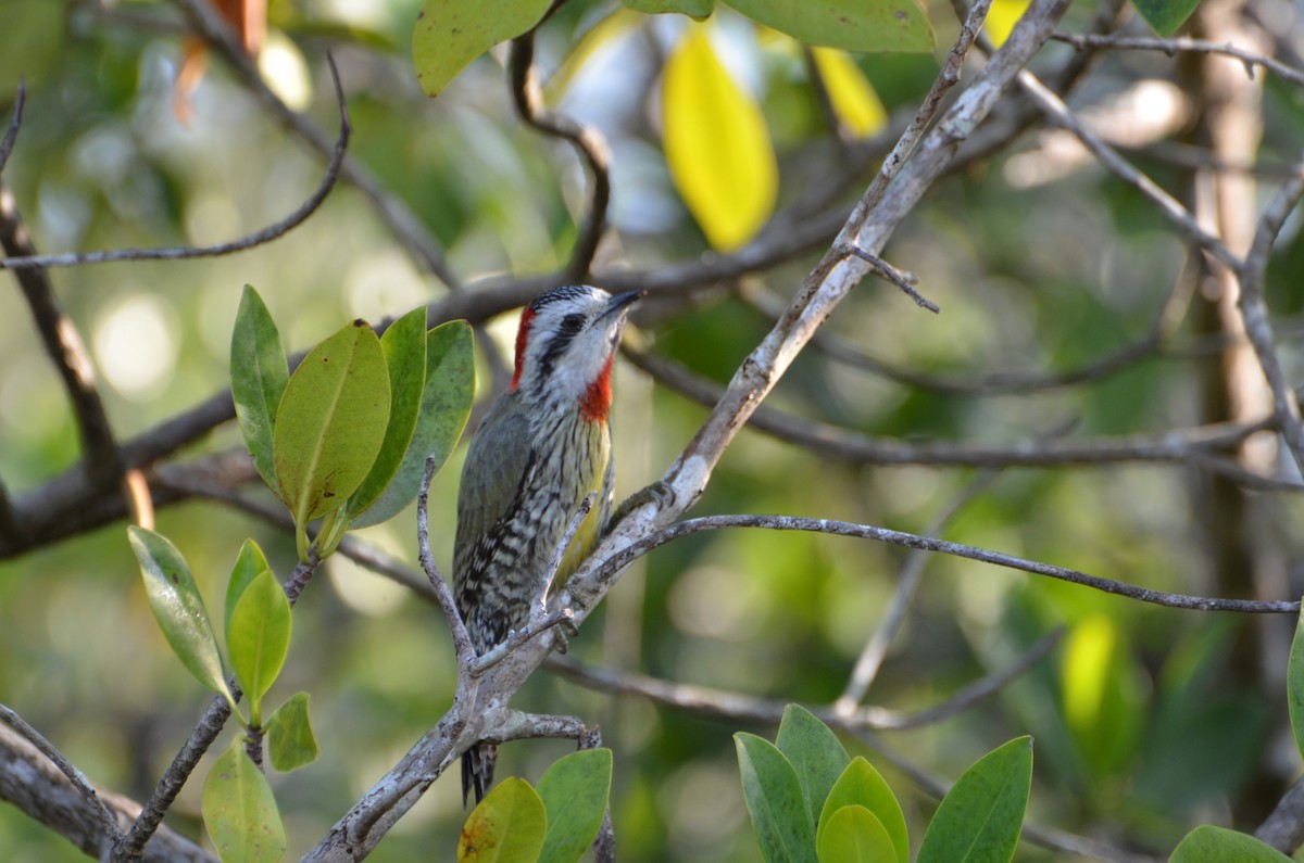 Cuban Green Woodpecker - Philippe Bigué