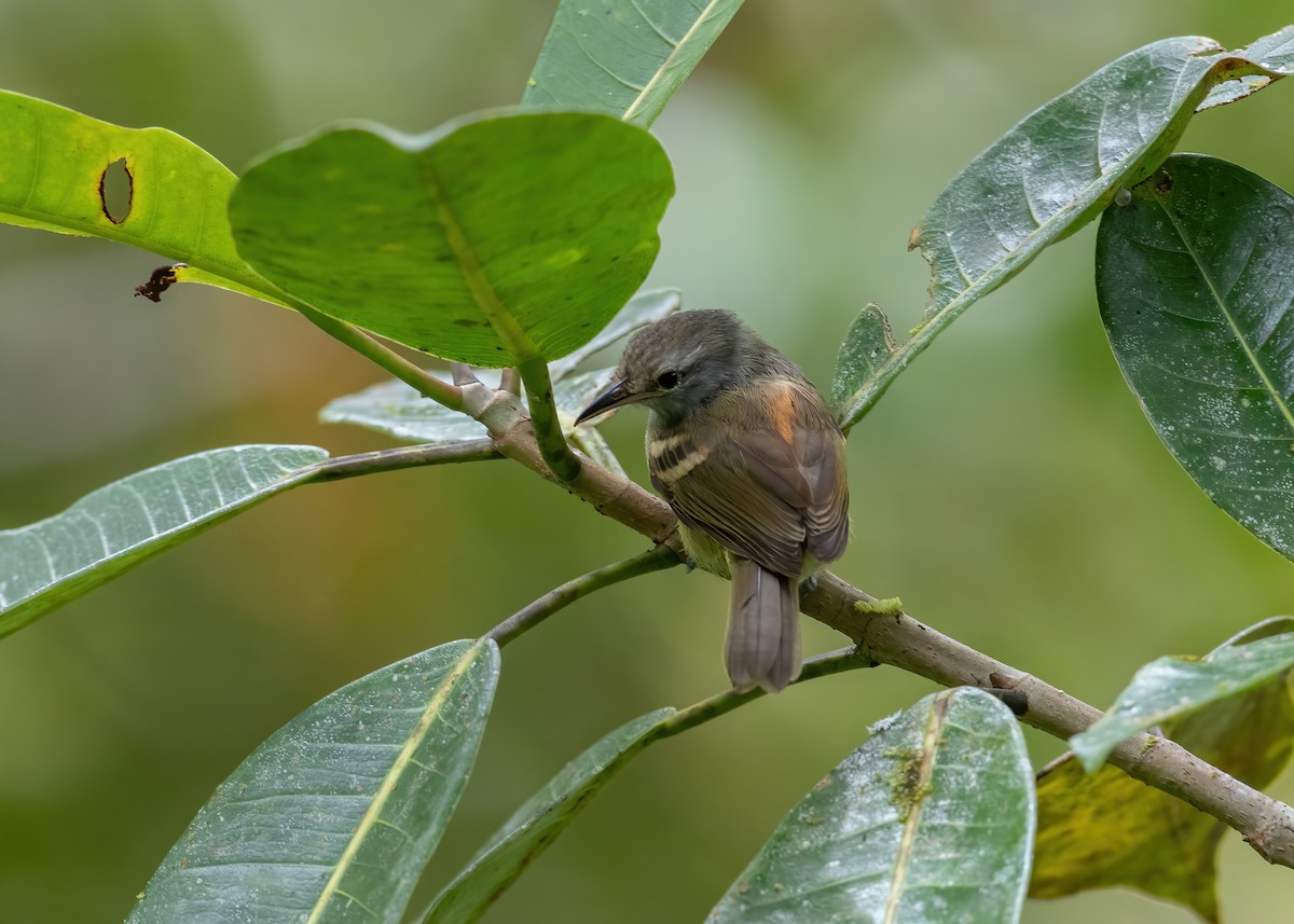 Rufous-rumped Antwren - Andre Moncrieff