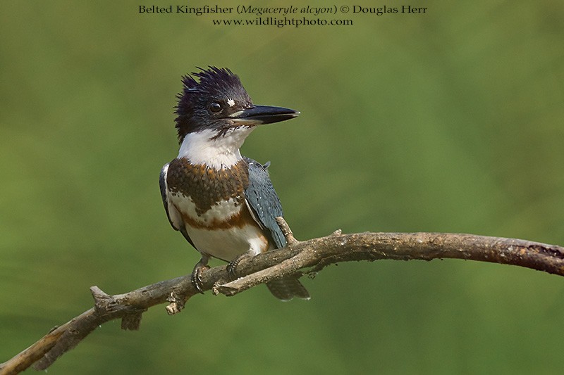 Belted Kingfisher - ML473750511