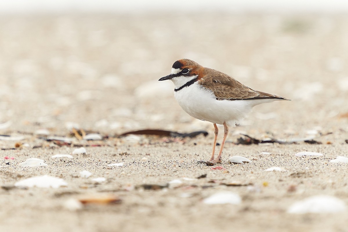 Collared Plover - ML473751671