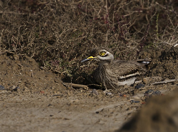 Indian Thick-knee - ML47375361