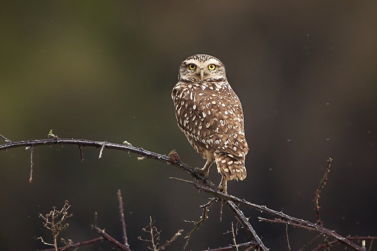 Burrowing Owl - ML473754461