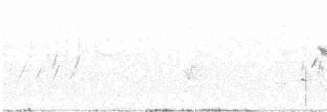 Black-throated Sparrow - ML473755171