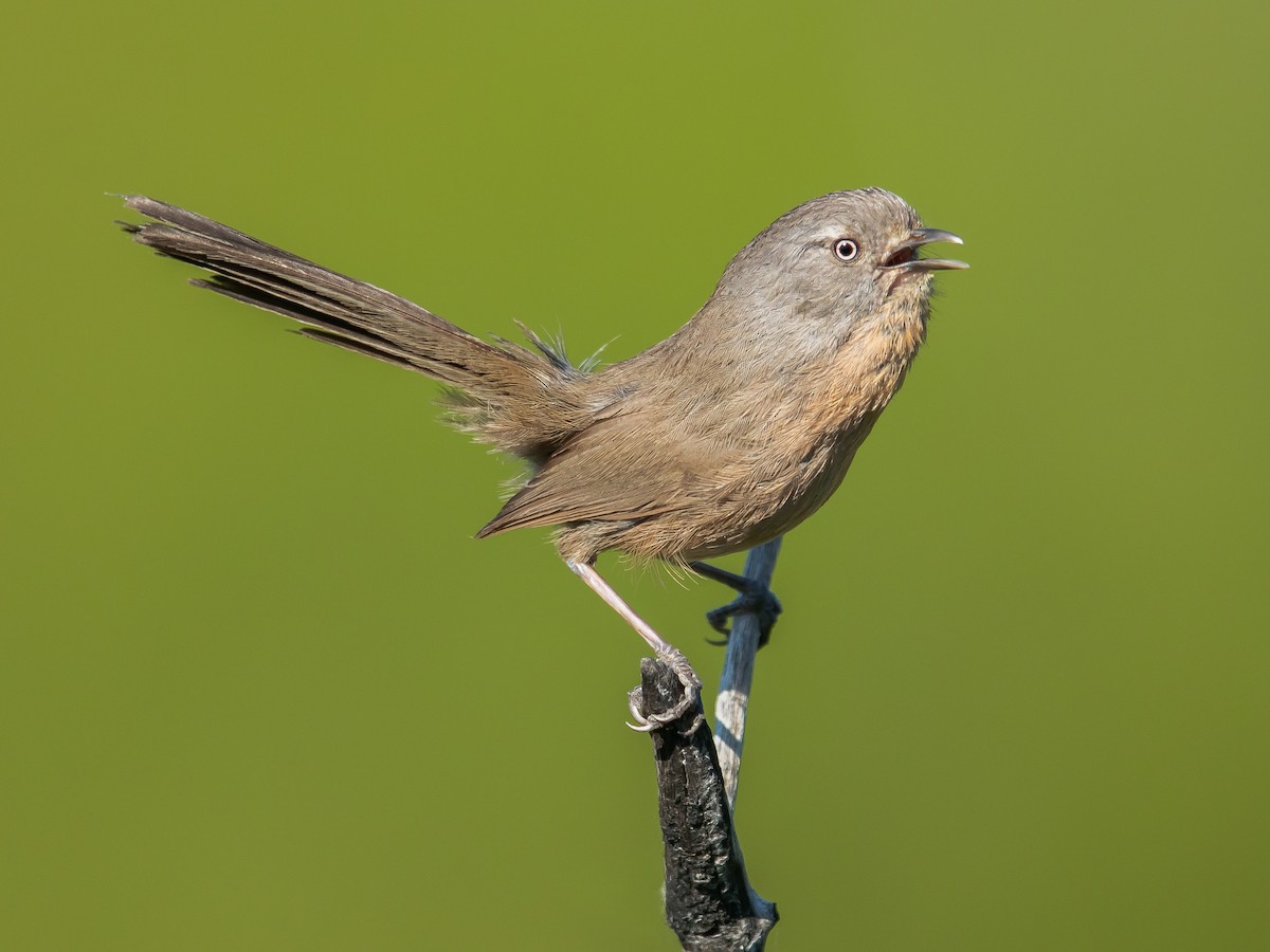 Wrentit - Chamaea fasciata - Birds of the World