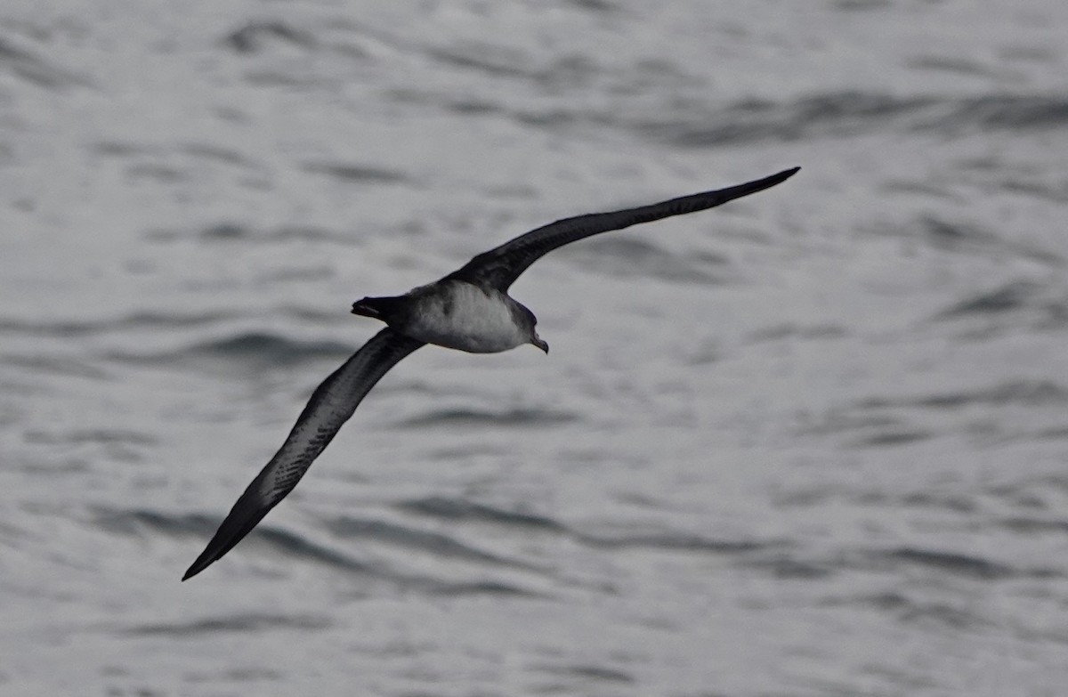 Pink-footed Shearwater - ML473756791