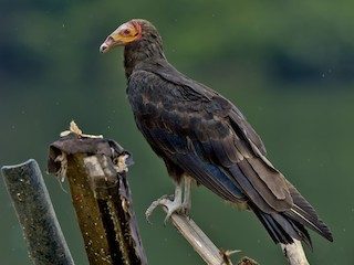  - Lesser Yellow-headed Vulture