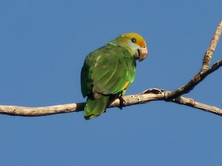  - Blue-cheeked Parrot