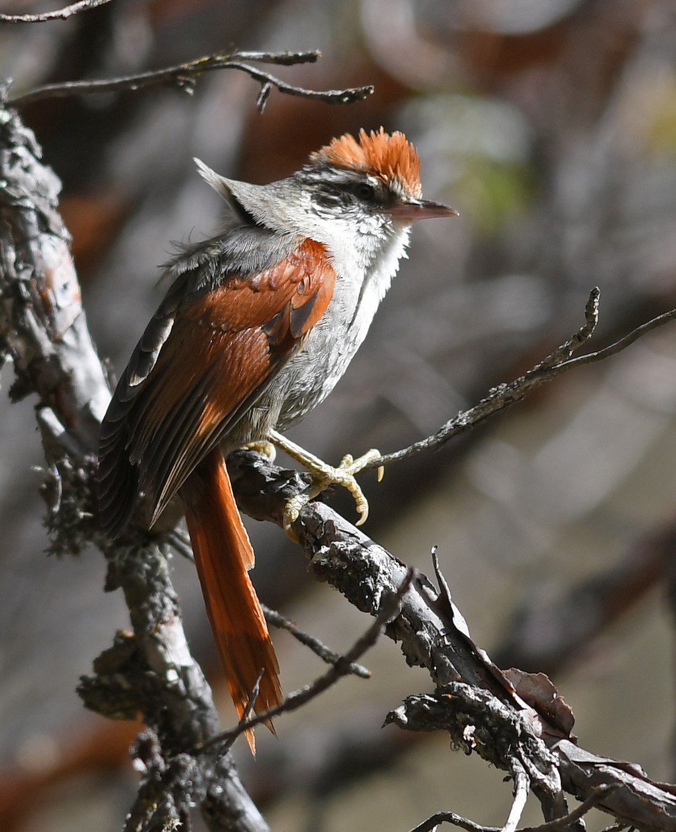 Line-cheeked Spinetail (Baron's) - ML473764341