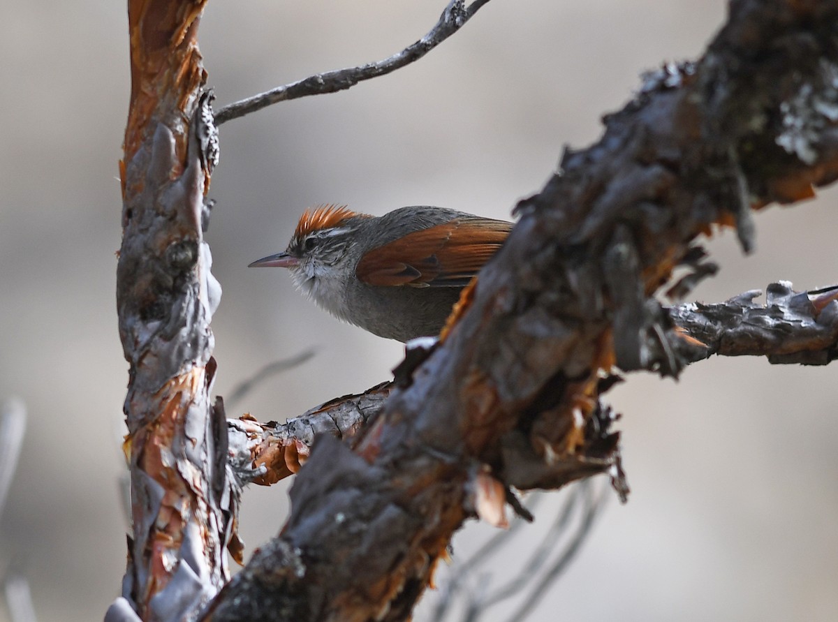 Line-cheeked Spinetail (Baron's) - ML473764351